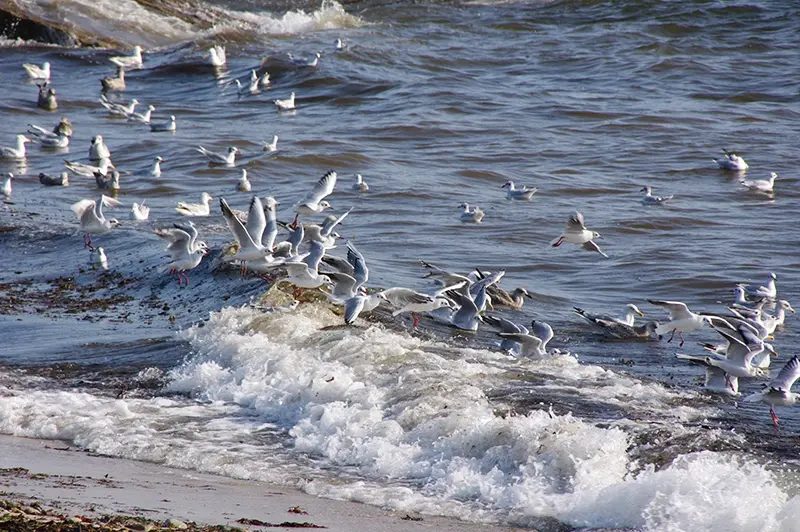 Vi.Graphie Graphiste du Morbihan