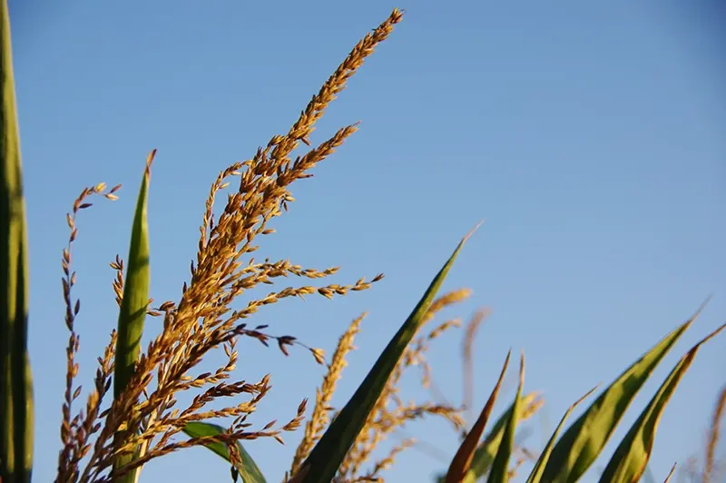 Vi.Graphie graphiste Morbihan inspiration arbre