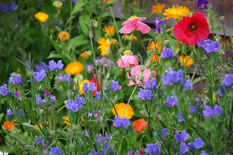 Vi.Graphie graphiste Morbihan