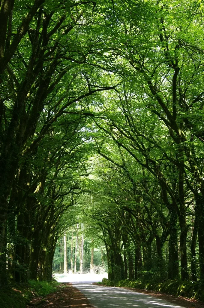 Vi.Graphie graphiste Morbihan inspiration arbre