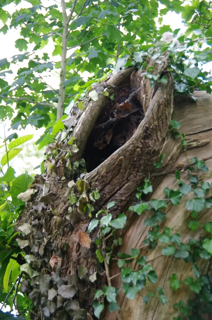 Vi.Graphie graphiste Morbihan inspiration arbre