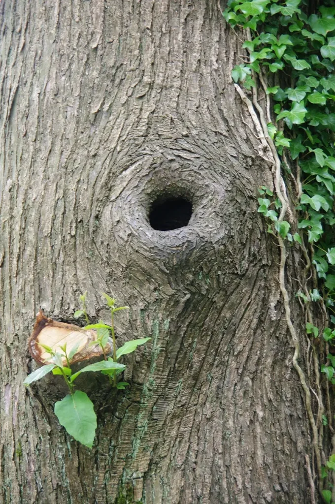 Vi.Graphie graphiste Morbihan inspiration arbre